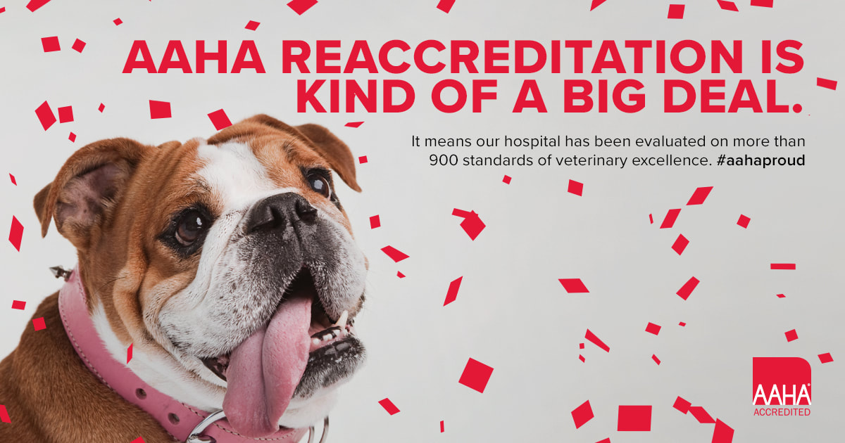 AAHA Accredited Veterinarian, Dr. Veo, Dr. Cowan, Dr. Vincent